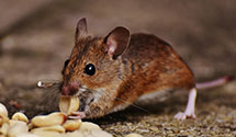 24 Hour & Emergency Exterminators in Galesburg, ND